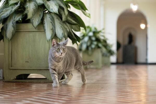 Willow, the Biden family's new pet cat, wanders around the White House on Wednesday, Jan. 27, 2022 in Washington. President Joe Biden and first lady Jill Biden have added Willow, a 2-year-old, green-eyed, gray and white feline from Pennsylvania, to their pet family. (Erin Scott/The White House via AP)