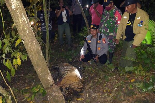 A police officer and local wildlife authorities show the carcass of one of three Sumatran tigers found dead after being caught in traps near near a palm oil plantation in East Aceh, Sunday, April 24, 2022. The deaths of the critically endangered tigers on Indonesia's Sumatra island are the latest setback for a species whose numbers are estimated to have dwindled to about 400, authorities said Monday. (AP Photo)
