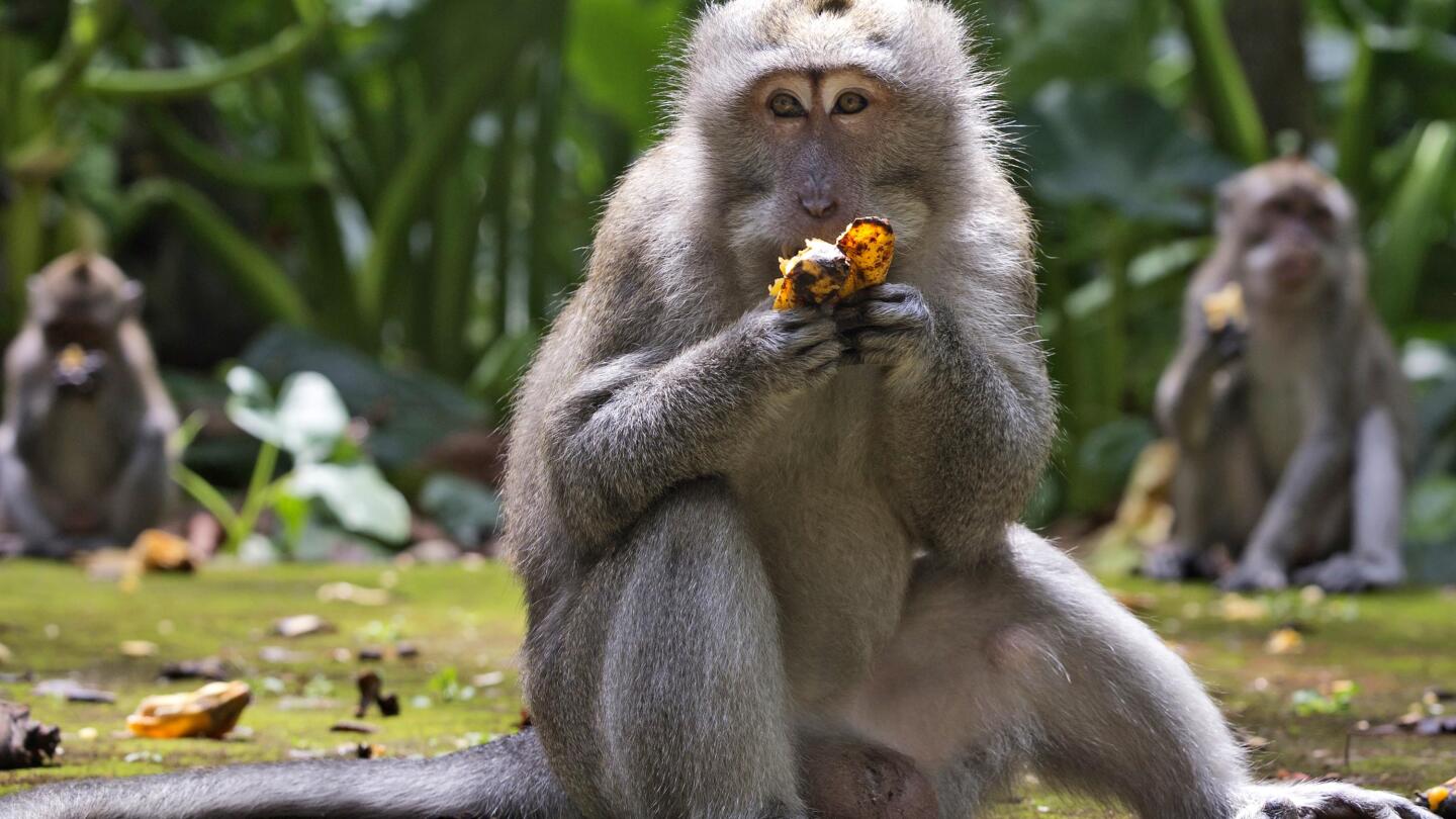 Performing monkey at the market