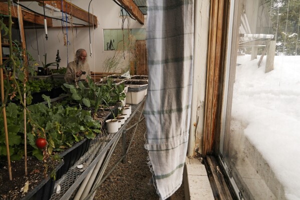 Billy Barr waters vegetables in his greenhouse Tuesday, March 12, 2024, in Gothic, Colo. (AP Photo/Brittany Peterson)