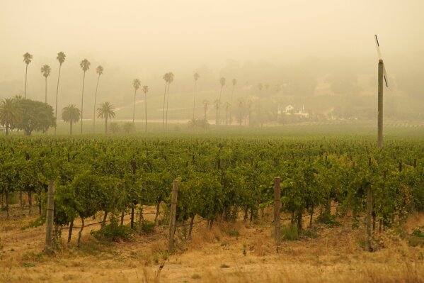 FILE - In this Sept. 10, 2020, file photo, smoke and haze from wildfires hovers over a vineyard in Sonoma, Calif. Smoke from the West Coast wildfires has tainted grapes in some of the nation’s most celebrated wine regions. The resulting ashy flavor could spell disaster for the 2020 vintage. (AP Photo/Eric Risberg, File)