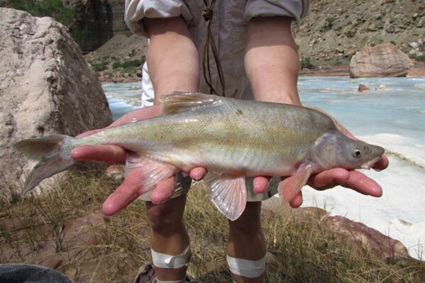 FILE - This undated photo provided by the U.S. Fish and Wildlife Service shows a humpback chub in the Colorado River basin in Grand Canyon National Park in Arizona. The National Park Service will renew efforts to rid an area of the Colorado River in northern Arizona of invasive fish by killing them with a chemical treatment, the agency said Friday, Aug. 18, 2023. It’s the latest tactic in an ongoing struggle to keep non-native smallmouth bass and green sunfish at bay below the Glen Canyon Dam and to protect a threatened native fish, the humpback chub. (Travis Francis/U.S. Fish and Wildlife Service via AP, File)