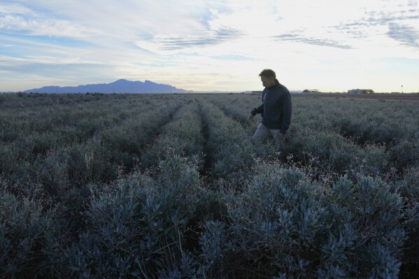David Dierig walks in a field of guayule at the Bridgestone Bio Rubber farm Monday, Feb. 5, 2024, in Eloy, Ariz. Guayule thrives amidst drought, its leaves set apart from dry dirt at a research and development farm operated by the tire company Bridgestone. (AP Photo/Ross D. Franklin)