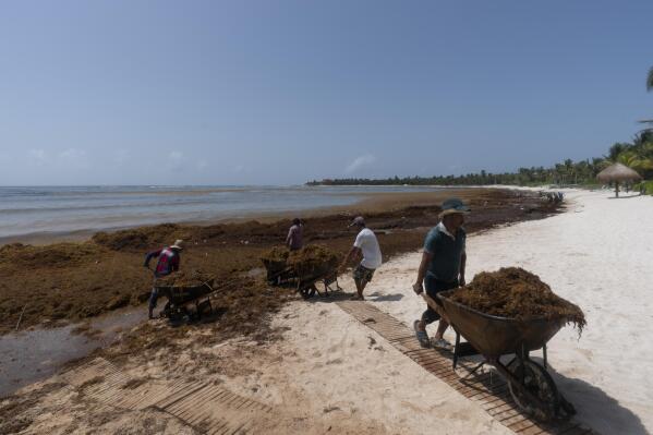 FILE - Workers, who were hired by residents, remove sargassum seaweed from the Bay of Soliman, north of Tulum, Quintana Roo state, Mexico, Aug. 3, 2022. On shore, sargassum is a nuisance — carpeting beaches and releasing a pungent smell as it decays. For hotels and resorts, clearing the stuff off beaches can amount to a round-the-clock operation. (AP Photo/Eduardo Verdugo, File)
