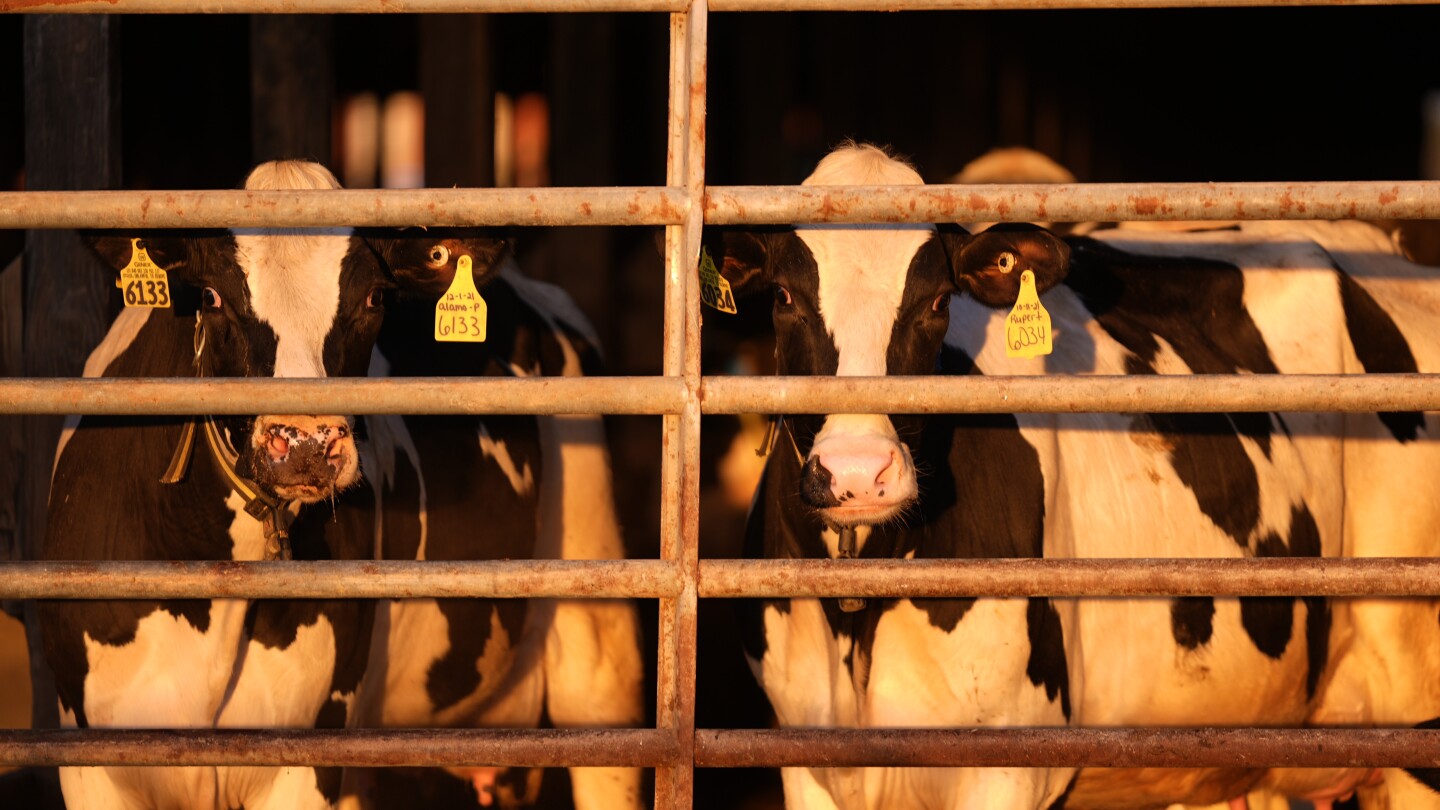 САЩ обещават пари и друга помощ за проследяване и ограничаване на птичия грип в млечните ферми