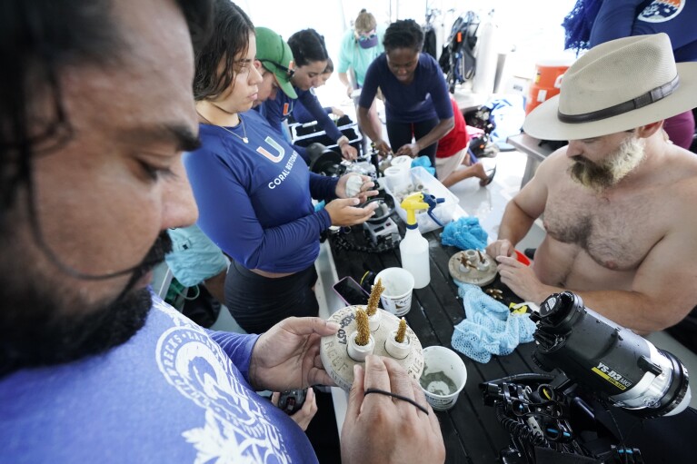 Students and volunteers cement coral fragments from a coral nursery into cement "cookies" to be affixed to the reef, Friday, Aug. 4, 2023, near Key Biscayne, Fla. (AP Photo/Wilfredo Lee)