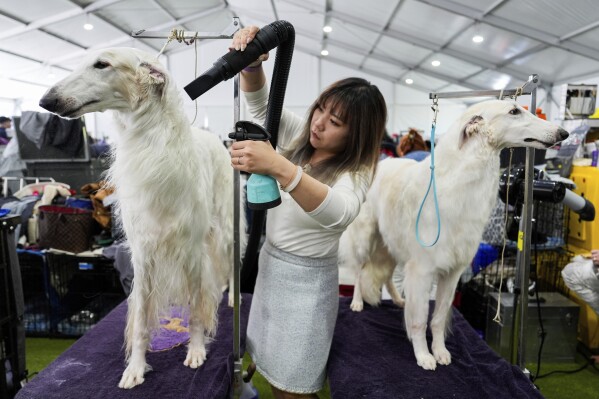 Dogs are groomed during the 148th Westminster Kennel Club Dog show, Monday, May 13, 2024, at the USTA Billie Jean King National Tennis Center in New York. (AP Photo/Julia Nikhinson)