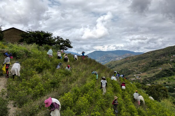 Farmers harvest coca leaves in Los Yungas, on the outskirts of Trinidad Pampa, a coca-producing area in Bolivia, Sunday, April 14, 2024. Coca producers in Bolivia are largely subsistence farmers who say they have few viable cultivation options.  (AP Photo/Juan Karita)