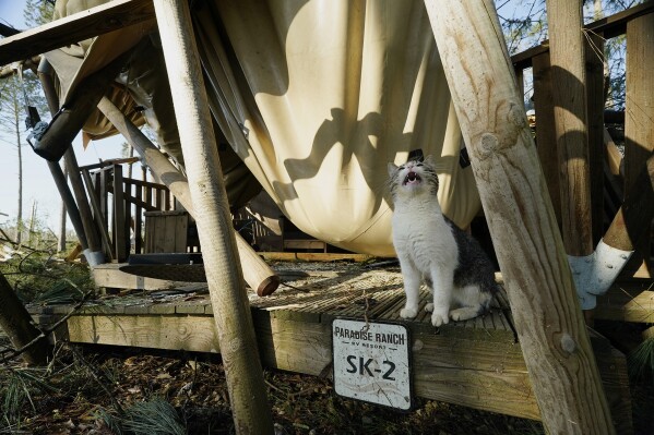 A cat cries out while sitting in front of a destroyed cabin at Paradise Ranch RV Resort after a series of storms passed the area in Tylertown, Miss., Sunday, March 16, 2025. (AP Photo/Rogelio V. Solis)