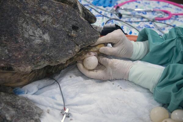 Sea turtle delivers eggs, endures surgery after shark attack | AP News