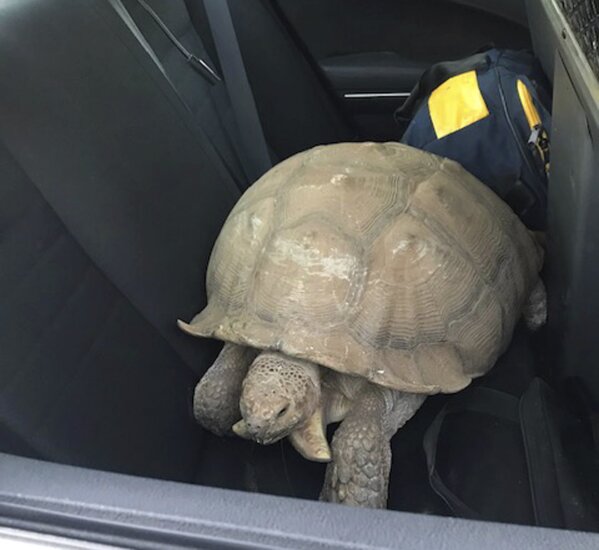 This Sunday, July 14, 2019, photo provided by the California Highway Patrol shows a 250-pound tortoise in a patrol car that officers rescued after it wandered away from its home and was spotted on the shoulder of a road in Santa Ynez, Calif., about 100 miles (161 kilometers) northwest of Los Angeles. The CHP says it got a call about the big reptile Sunday evening, located the owners, put the tortoise in the patrol car and delivered it to them about two hours later. (California Highway Patrol via AP)
