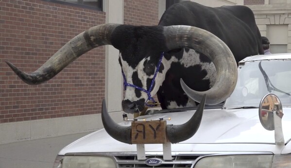 This photo provided by News Channel Nebraska, a Watusi bull named Howdy Doody sits in the passenger seat of a car owned by Lee Meyer on Wednesday, Aug. 30, 2023 in Norfolk, Neb. The car that Meyer has been driving in parades across the area for years has half the windshield and roof removed to make room for his bull to ride along. (News Channel Nebraska via AP)