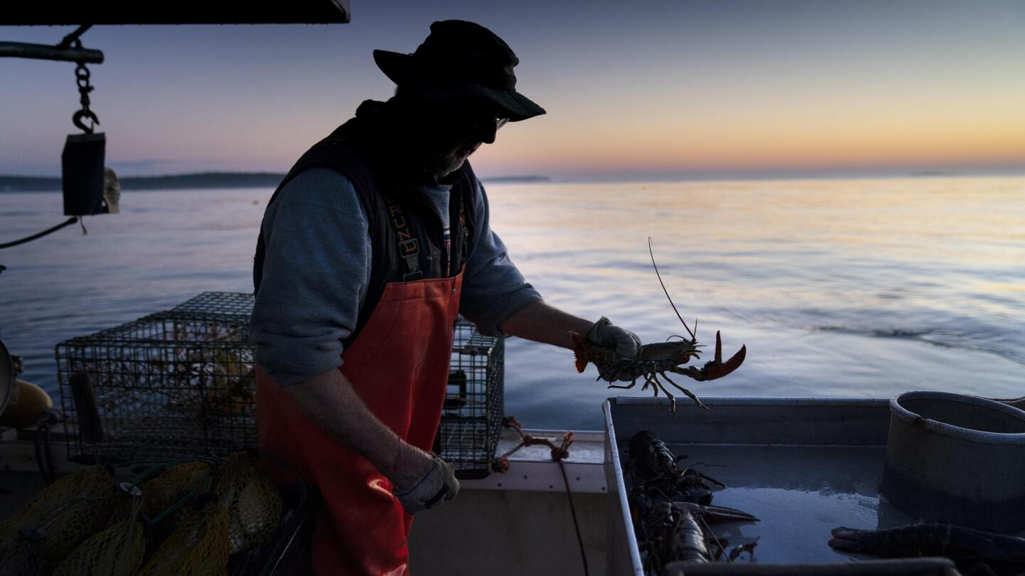ПОРТЛАНД Мейн AP — Американският бизнес за риболов на омари