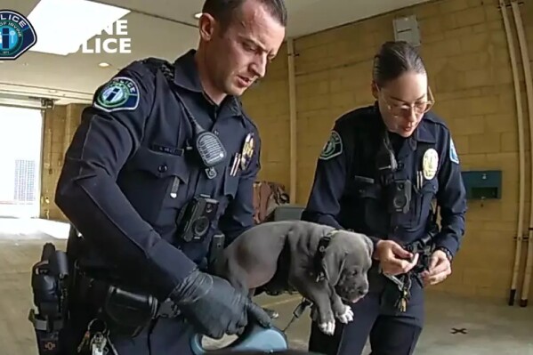 In this Wednesday, Sept. 6, 2023, video image provided by the Irvine Police Department, Irvine police officers hold a pit bull puppy they believe may have gotten into its owners' fentanyl stash in Irvine, Calif. The puppy was administered an overdose-reversing drug and is recovering, officials said. The dog's owners, a man and a woman, were arrested and could face charges including drug possession and animal cruelty, according to the Irvine Police Department. (Irvine Police Department via AP)