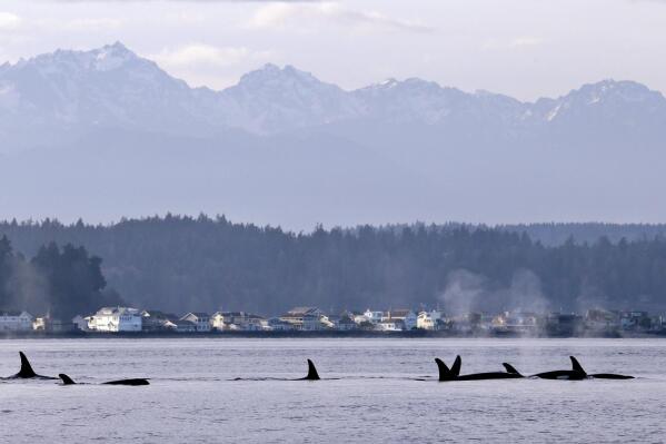 FILE - In this Jan. 18, 2014, file photo, endangered orcas swim in Puget Sound and in view of the Olympic Mountains just west of Seattle, as seen from a federal research vessel that has been tracking the whales. A federal court ruling this week has thrown into doubt the future of a valuable commercial king salmon fishery in Southeast Alaska, after a conservation group challenged the government's approval of the harvest as a threat to protected fish and the endangered killer whales that eat them. (AP Photo/Elaine Thompson, File)