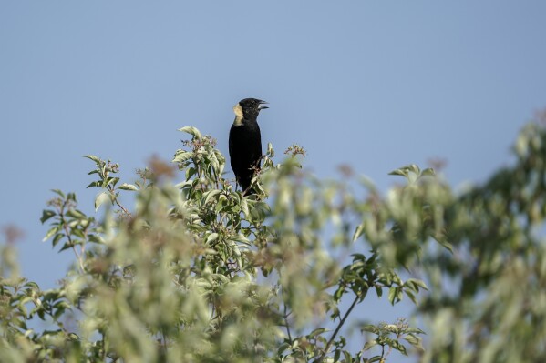 A male bobolink stands on top of a shrub near its nest, Tuesday, June 20, 2023, in Denton, Neb. North America's grassland birds are deeply in trouble 50 years after adoption of the Endangered Species Act, with numbers plunging as habitat loss, land degradation and climate change threaten what remains of a once-vast ecosystem. (AP Photo/Joshua A. Bickel)