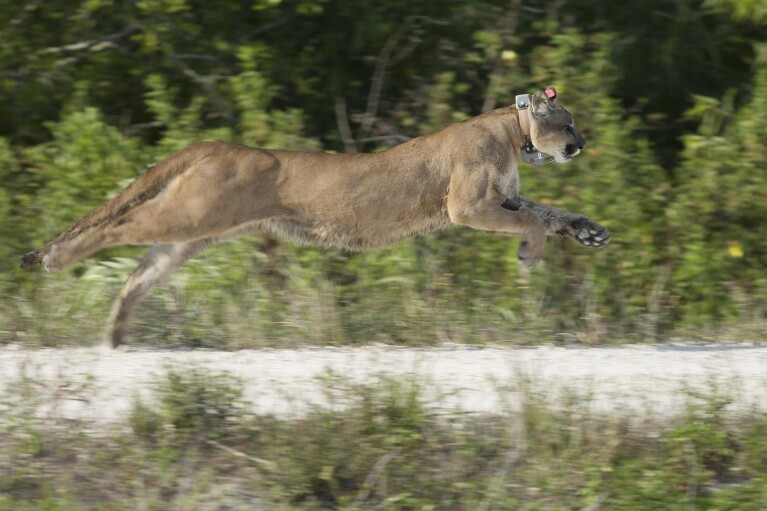 FILE - A Florida panther, rescued as a kitten, was released back into the wild in the Florida Everglades, April 3, 2013. This panther has died less than a year after being released back into the wild. Fifty years after the Endangered Species Act took effect, environmental advocates and scientists say the law is as essential as ever. Habitat loss, pollution, climate change and disease are putting an estimated 1 million species worldwide at risk. (AP Photo/J Pat Carter, File)