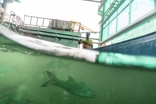 Threadfin fish swim in a tank at the Eco-Ark floating fish farm in Singapore, Friday, July 21, 2023. Ships pump sea water through a system that cleans the farm, traps waste, and eliminates the need for antibiotics or vaccines for the fish. Energy is provided by solar panels. (AP Photo/David Goldman)