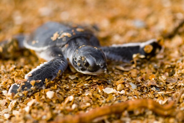 This photo provided by the Oceanic Society shows a young green sea turtle in Guyana in 2007. (Roderic Mast/Oceanic Society via AP)