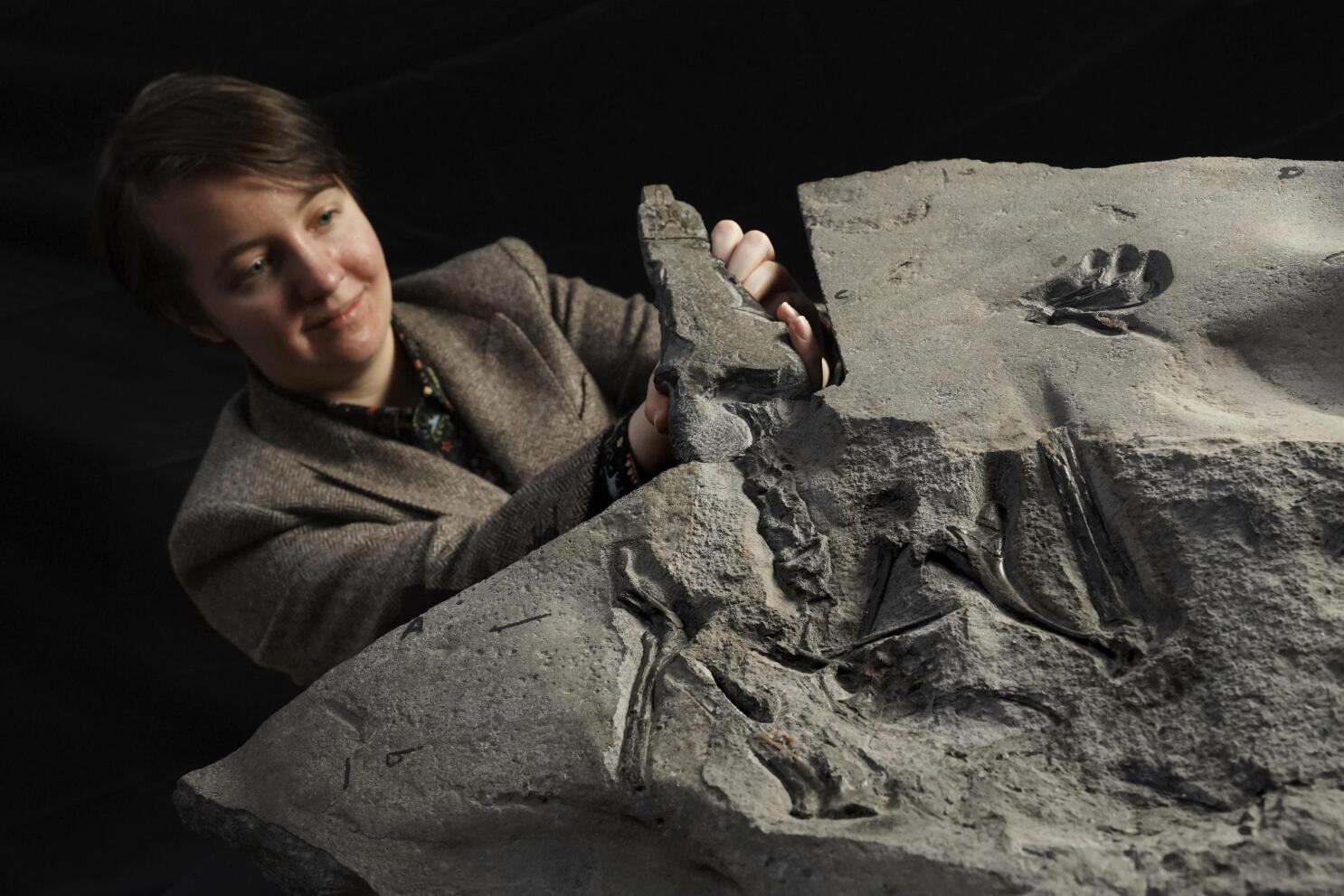 200-million year old Pterosaur 'built for flying