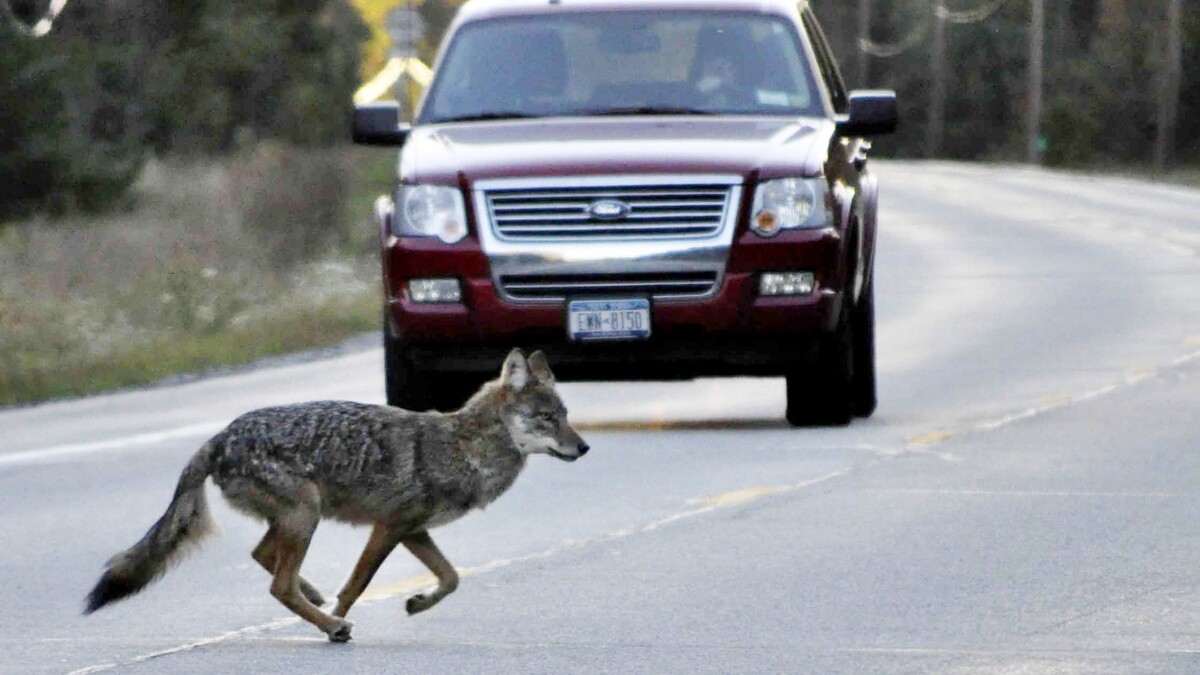 Wildlife Emergency Services blog: Support the Coyote Challenge