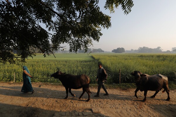 FILE - Indian farmer Ram Singh Patel, right, and his wife Kantee Devi take their cattle out in the open in Fatehpur district south of Lucknow, India, Dec. 19, 2020. (AP Photo/Rajesh Kumar Singh, File)