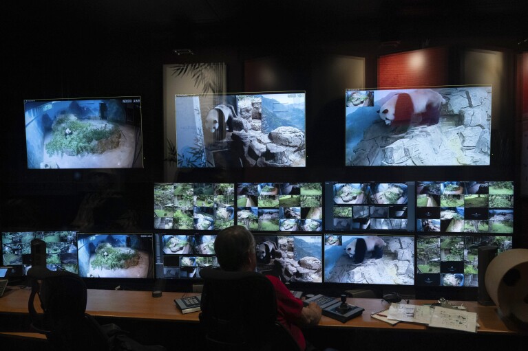 Zoo worker monitors the Giants pandas in their enclosure at the Smithsonian's National Zoo in Washington, Thursday, Sept. 28, 2023. (AP Photo/Jose Luis Magana)