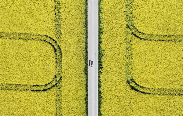 Two men walk between rape fields in the outskirts of Frankfurt, Germany, Wednesday, April 30, 2025. (AP Photo/Michael Probst)