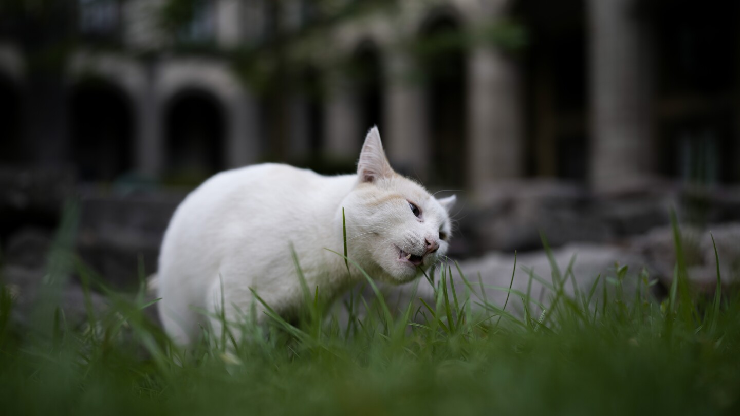 Mexico\'s National Palace Feral Cats Declared Government Assets