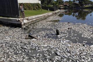 FILE - In this Tuesday, Oct. 30, 2012, file photo, Kim Bertini looks over some of the 15,000 dead fish that washed up near her backyard on Lake Madeline in Galveston, Texas. Bertini said she and her husband, Chris, noticed dying fish on a Saturday and woke up the following morning to the dead, floating fish. The Galveston County Daily News reported that experts blame low levels of dissolved oxygen for the fish kill in Lake Madeline. Oxygen levels have dropped in hundreds of lakes in the United States and Europe over the last 40 years, a new study has found. (Jennifer Reynolds/The Galveston County Daily News via AP, File)