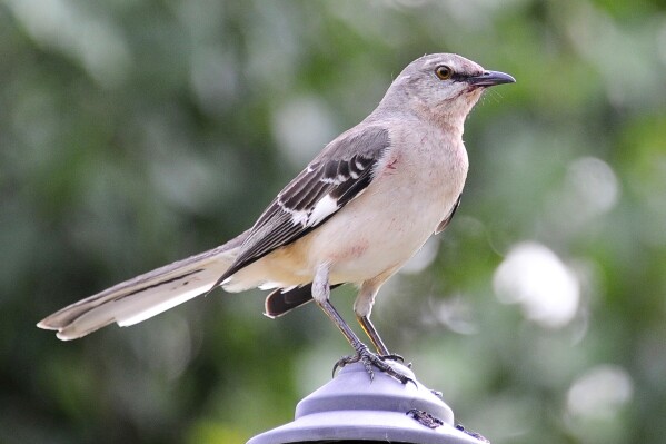 FILE - A northern mockingbird appears on April 28, 2015, in Houston. Birding’s popularity soared during the pandemic, when people were eager to get outside. Merlin, a free app, is able to identify birds solely by sound. (AP Photo/Pat Sullivan, File)