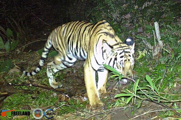 In this photo taken by a camera trap, a three-legged tiger walks through the jungle Feb. 6, 2022, in the Khao Laem National Park in Kanchanaburi, western Thailand. (Freeland/IUCN via AP)