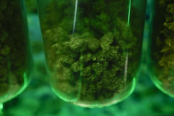 Cannabis is displayed for customers at the Marijuana Paradise on Friday, April 19, 2024, in Portland, Ore. (AP Photo/Jenny Kane, File)