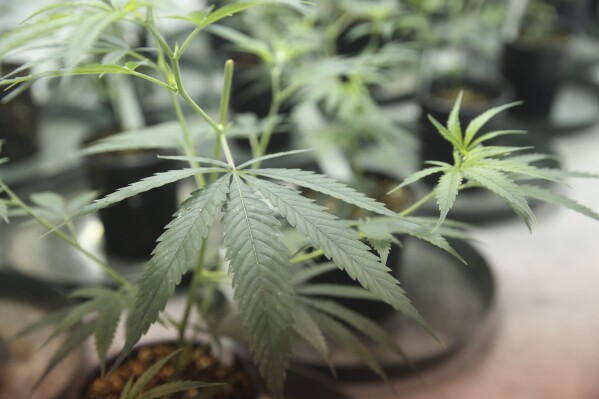 FILE - Marijuana plants in their initial stages of growth are cultivated in one of the rooms within Surterra Therapeutics' 6,000-square-foot facility, June 28, 2016, on the outskirts of Tallahassee, Fla. The Florida Supreme Court issued rulings Monday, April 1, 2024, allowing the state's voters to decide whether to protect abortion rights and legalize recreational use of marijuana, rejecting the state attorney general's arguments that the measures should be kept off the November ballot. (Joe Rondone/Tallahassee Democrat via AP)