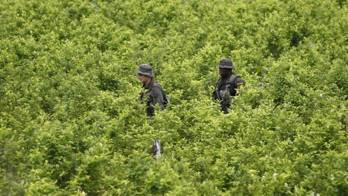 FILE - In this Aug.  15, 2012 file photo, police patrol a coca field as hired farmers uproot coca shrubs as part of a manual eradication campaign of illegal crops in San Miguel on Colombia's southern border with Ecuador.  The US State Department confirmed on July 13, 2023 that the Biden administration has suspended satellite monitoring of coca crops in Colombia.  (AP Photo/Fernando Vergara, Files)