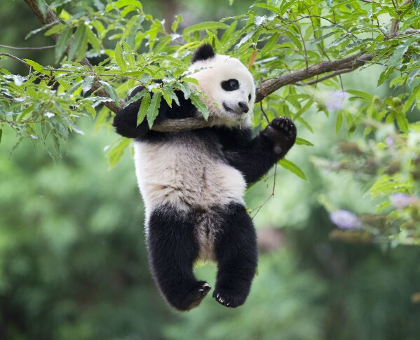 Could America's giant panda exodus be reversed?