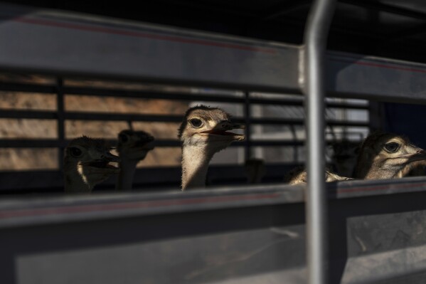 Emus from the Ostok Sanctuary sit in a truck while getting transported to Mazatlan, Sinaloa state, from the refuge in the outskirts of Culiacan, Sinaloa state, Mexico, Tuesday, May 20, 2025. (AP Photo/Felix Marquez)