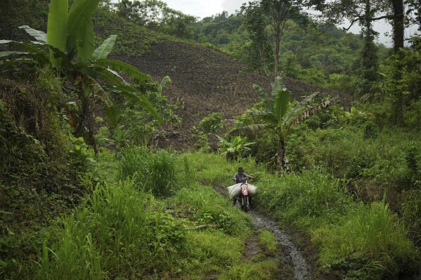 A farmer uses a motorcycle to transport a sack of dried patchouli as a newly opened patchouli farm is seen in the background in Simboro, West Sulawesi, Indonesia, Thursday, Feb. 27, 2025. (AP Photo/Dita Alangkara)