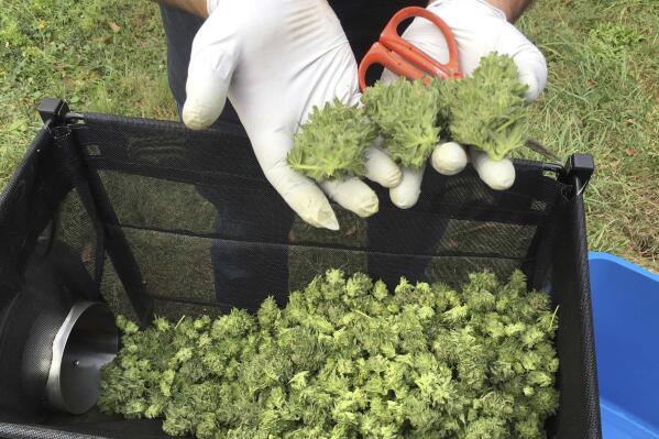 FILE - A marijuana harvester examines buds going through a trimming machine near Corvallis, Ore., on Sept. 30, 2016. Oregon Secretary of State Shemia Fagan announced her resignation on Tuesday, May 2, 2023, amid sharp criticism from both Republicans and Democrats for having moonlighted as a highly-paid consultant to a marijuana business. Fagan, a Democrat, apologized on Monday, May 1, 2023, for working for the marijuana company, which has a record of unpaid bills and taxes, but indicated she intended to serve the remaining two years of her term. (AP Photo/Andrew Selsky, File)