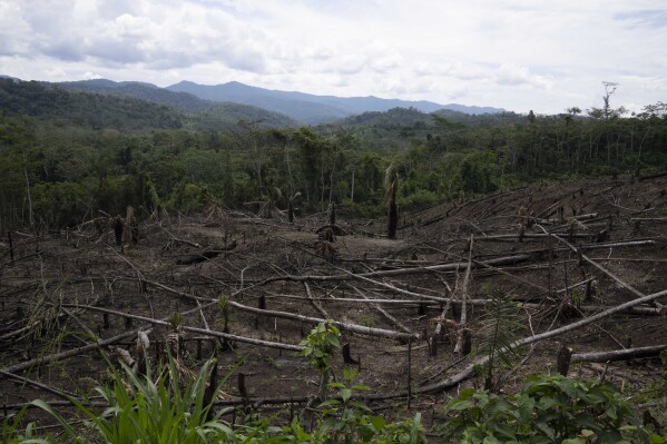 Cut down trees lie within view of the Cordillera Azul National Park, seen in the background near Chambira community, in Peru's Amazon, Oct. 3, 2022. (AP Photo/Martin Mejia, File)