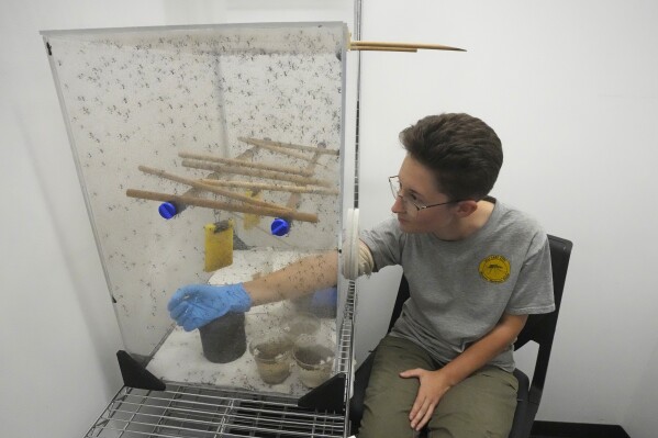 A colony of sabethes cyaneus, also known as the paddle-legged beauty for its feathery appendages and iridescent coloring, blood feed on Ella Branham, a seasonal vector control technician at the Salt Lake City Mosquito Abatement District on Monday, Aug. 28, 2023, in Salt Lake City. Branham had volunteered to let the South American mosquitoes feed on her blood so they can produce eggs and maintain the colony for education and research at the lab in the Salt Lake City district. (AP Photo/Rick Bowmer)