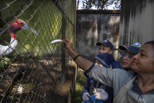 A zookeeper feeds a Sarus Crane bird at the Central Zoo in Lalitpur, Nepal, on Feb. 23, 2024. (AP Photo/Niranjan Shrestha)