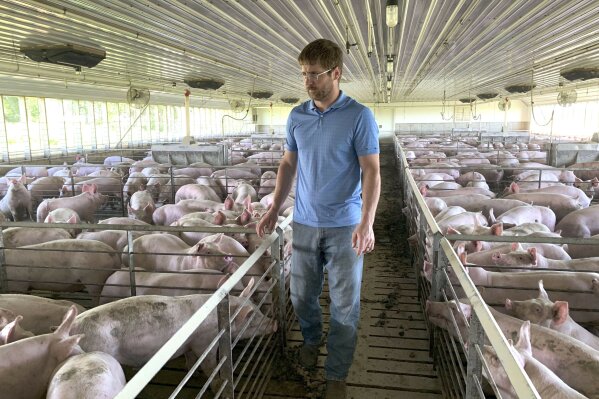 FILE - In this Tuesday, June 25, 2019, file photo, farmer Matthew Keller walks through one of his pig barns near Kenyon, Minn.  President Donald Trump spent four years upending seven decades of American trade policy. He started a trade war with China, slammed America’s closest allies by taxing their steel and aluminum and terrified Big Business by threatening to take a wrecking ball to $1.4 trillion in annual trade with Mexico and Canada. Trump’s legacy on trade is likely to linger, regardless whether Joe Biden replaces him in the White House in January 2021. (AP Photo/Jeff Baenen)