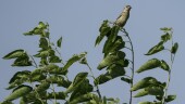 A female bobolink stands atop a shrub near its nest, Tuesday, June 20, 2023, in Denton, Neb. North America's grassland birds are deeply in trouble 50 years after adoption of the Endangered Species Act, with numbers plunging as habitat loss, land degradation and climate change threaten what remains of a once-vast ecosystem. (AP Photo/Joshua A. Bickel)