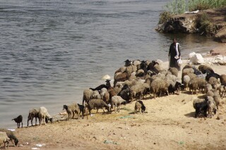 FILE - An Egyptian shepherd leads his sheep as they drink water from the Nile River in Cairo, Egypt, Tuesday, Aug. 11, 2015. A video spreading online does not show the river filled with red water. It's actually footage of a Chilean lagoon. (AP Photo/Amr Nabil, File)