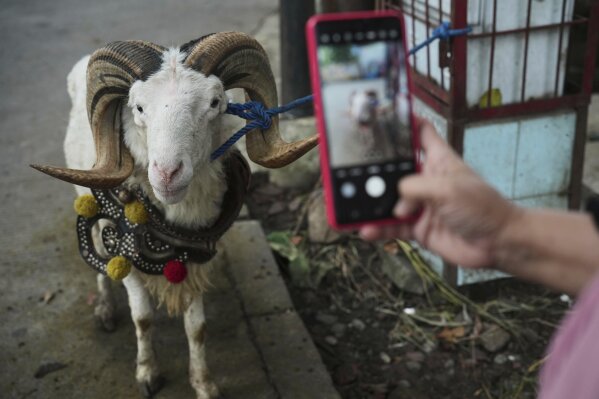 Nina Herlina uses her mobile phone to take pictures of a goat to show to a customer ahead of the Eid al-Adha festival, at her livestock stall in Jakarta, Indonesia, Wednesday, June 4, 2025.(AP Photo/Achmad Ibrahim)