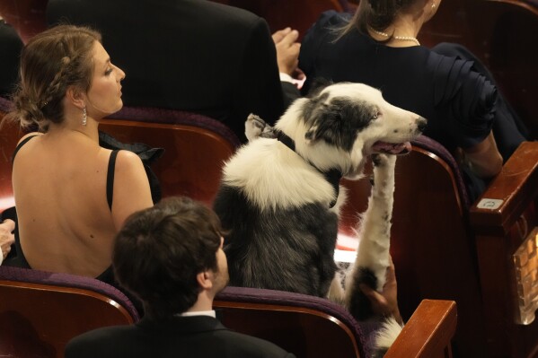 Messi the dog from the film "Anatomy of a Fall" appears in the audience during the Oscars on Sunday, March 10, 2024, at the Dolby Theatre in Los Angeles. (AP Photo/Chris Pizzello)