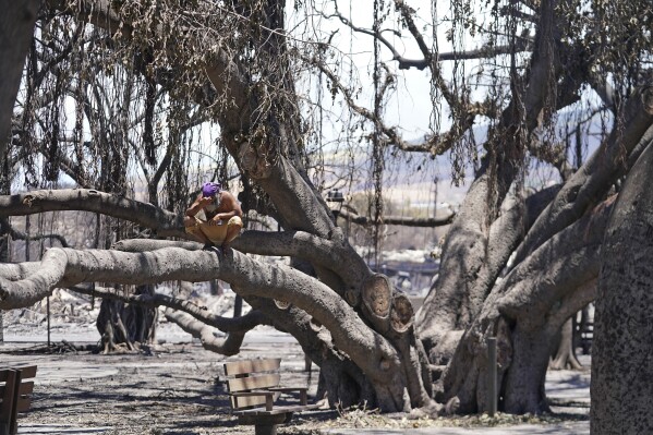 FILE - A man reacts as he sits on the Lahaina historic banyan tree damaged by a wildfire on Friday, Aug. 11, 2023, in Lahaina, Hawaii.  (AP Photo/Rick Bowmer, File)