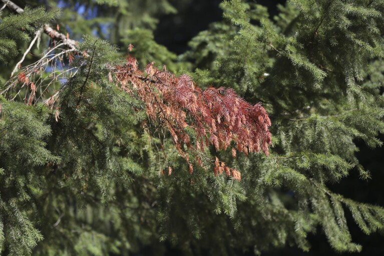 A dead branch is visible on a Western Red Cedar tree in the Willamette National Forest, Ore., Oct. 27, 2023. As native trees in the Pacific Northwest die off due to climate change, the U.S. Forest Service and others are turning to a strategy called "assisted migration." (AP Photo/Amanda Loman)
