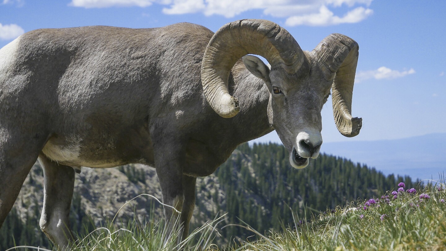 Мъж от Монтана е използвал животинска тъкан и тестиси, за да развъжда „гигантски“ овце за продажба на ловни резервати